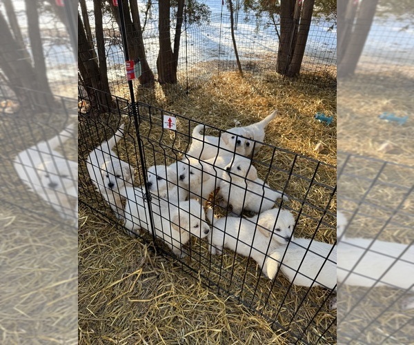 Medium Photo #3 Golden Pyrenees Puppy For Sale in ROSEMOUNT, MN, USA