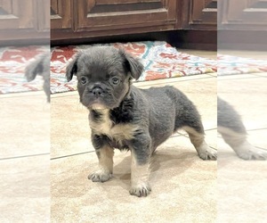 French Bulldog Puppy for sale in CHARLOTTE, NC, USA