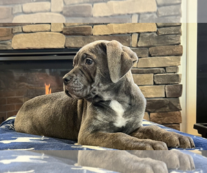 Cane Corso Puppy for sale in NOBLESVILLE, IN, USA