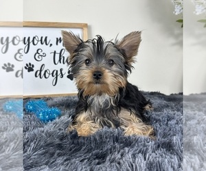 Yorkshire Terrier Puppy for sale in GREENFIELD, IN, USA