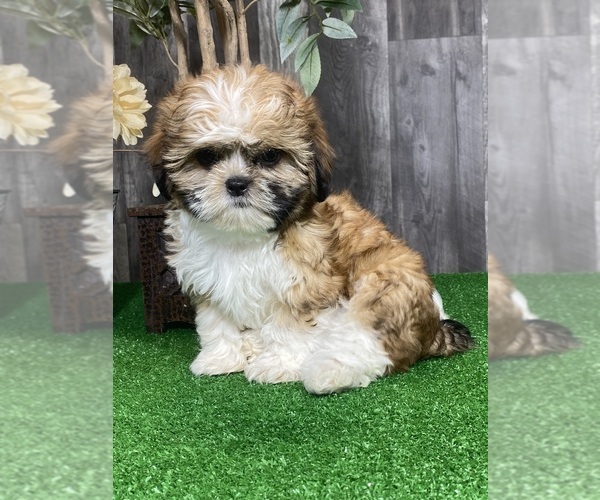 Medium Photo #2 Shih Tzu Puppy For Sale in CANOGA, NY, USA