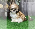 Small #1 Shih Tzu