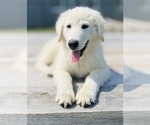 Small #5 Maremma Sheepdog