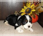 Puppy 1 Cavalier King Charles Spaniel-Jack Russell Terrier Mix