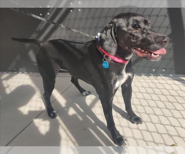 Medium Photo #1 German Shorthaired Lab Puppy For Sale in Fort Collins, CO, USA