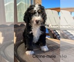 Puppy Citrine Bernedoodle