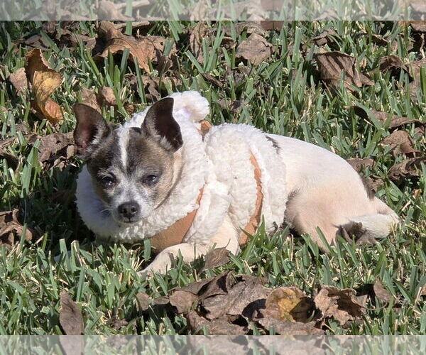 Medium Photo #10 Chihuahua-Unknown Mix Puppy For Sale in Boonton, NJ, USA
