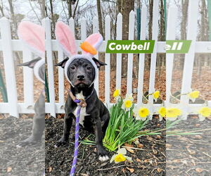 American Pit Bull Terrier-Labrador Retriever Mix Dogs for adoption in Rockaway, NJ, USA