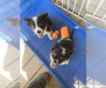 Small #1 Border Collie-Collie Mix