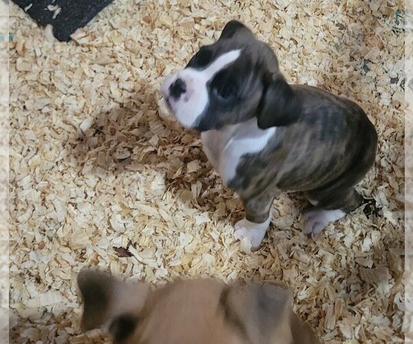 Medium Photo #5 Boxer Puppy For Sale in STAFFORD SPRINGS, CT, USA