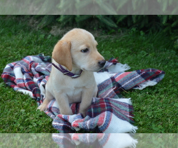 Medium Photo #3 Labrador Retriever Puppy For Sale in GREENWOOD, WI, USA