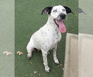 Dalmatian-German Shorthaired Pointer Mix Dogs for adoption in Rockwall, TX, USA