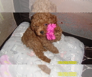 Poodle (Toy) Puppy for sale in DULUTH, GA, USA