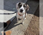 Small #5 Beagle Mix