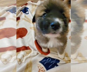 German Shepherd Dog-Great Pyrenees Mix Puppy for sale in WEST PLAINS, MO, USA