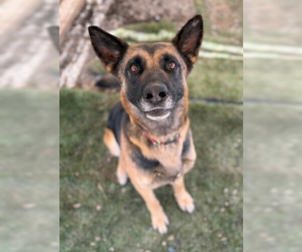 Medium Photo #2 German Shepherd Dog-Unknown Mix Puppy For Sale in Ventura, CA, USA