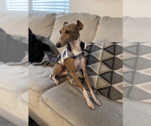 Italian Greyhound Puppy for sale in SAN DIEGO, CA, USA