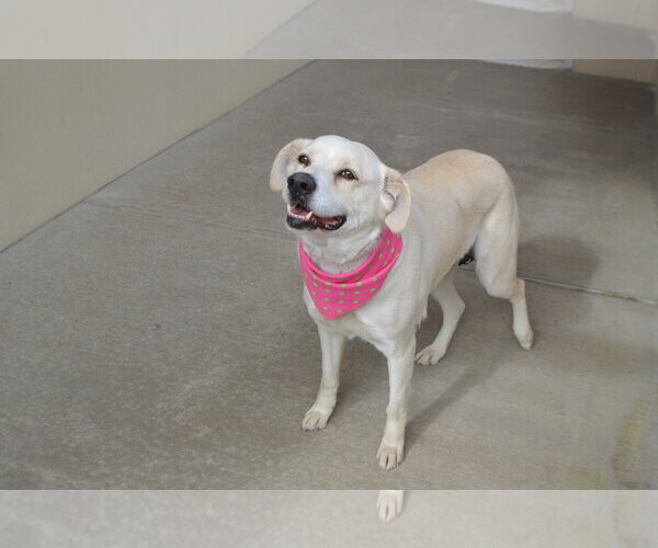 Medium Photo #3 Labrador Retriever-Unknown Mix Puppy For Sale in McKinney, TX, USA