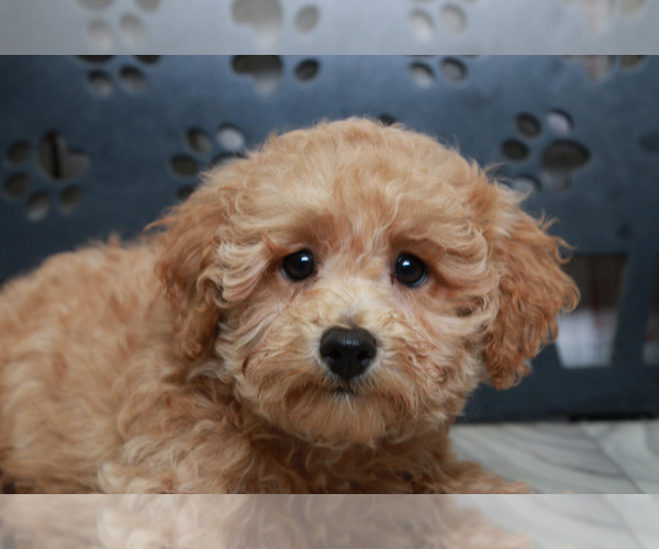 Medium Photo #3 Poodle (Miniature) Puppy For Sale in MARIETTA, GA, USA