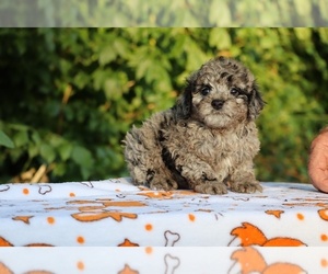 Poodle (Toy) Puppy for sale in DYERSBURG, TN, USA