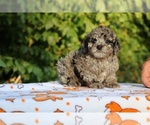 Image preview for Ad Listing. Nickname: Bismark