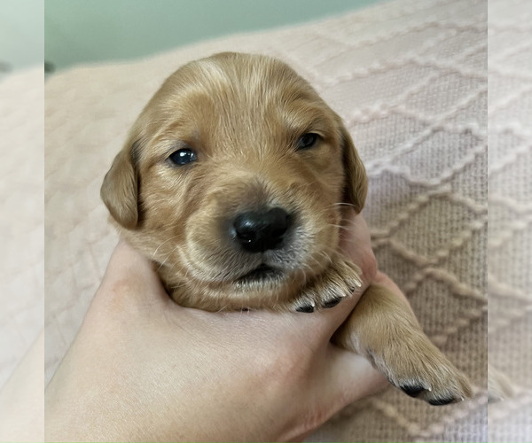 Medium Photo #1 Golden Retriever Puppy For Sale in JEFFERSON, IA, USA