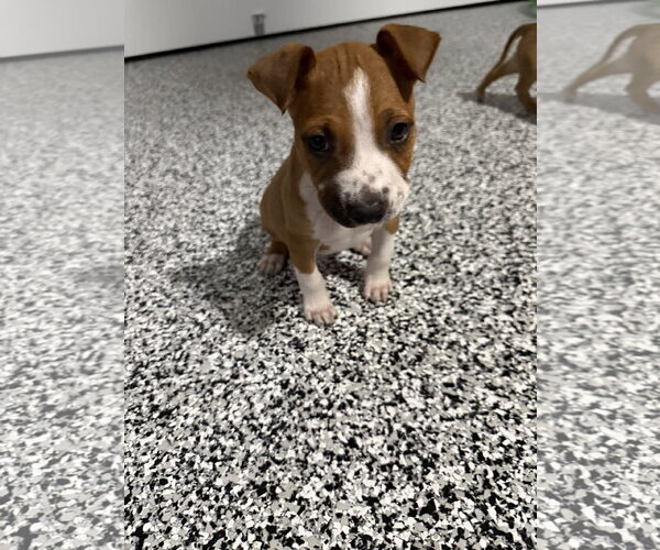 Medium Photo #2 Beagle-Unknown Mix Puppy For Sale in The Woodlands, TX, USA