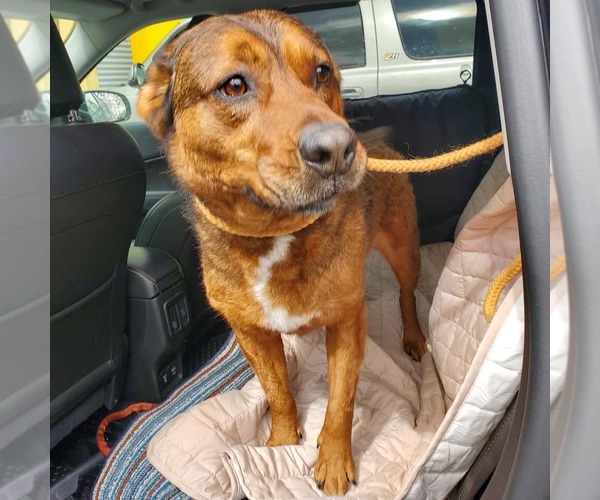 Medium Photo #12 American Staffordshire Terrier Puppy For Sale in Westminster, MD, USA