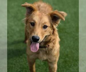 Golden Labrador Dogs for adoption in San Diego, CA, USA