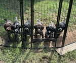 Small German Wirehaired Pointer