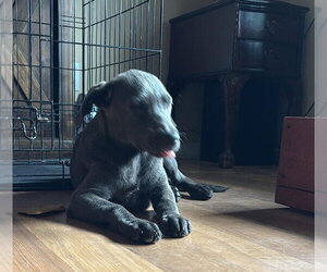 Willow - Grey - Female Dachsador Dog for Adoption - Photo #2