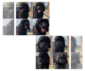 Poodle (Standard) Puppy for sale in EXETER, CA, USA