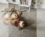 Small #1 German Shepherd Dog Mix