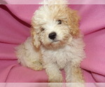 Puppy 1 Cavachon