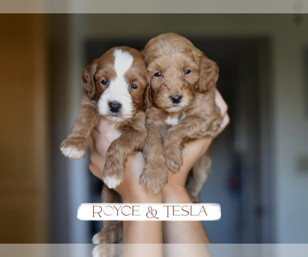 Medium Photo #1 Goldendoodle (Miniature) Puppy For Sale in SACRAMENTO, CA, USA