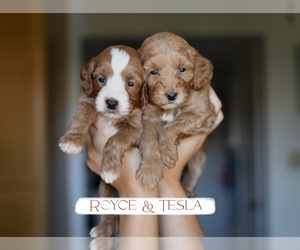 Goldendoodle (Miniature) Puppy for Sale in SACRAMENTO, California USA