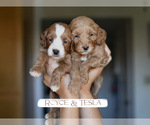 Small Goldendoodle (Miniature)