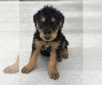 Small Photo #2 Airedale Terrier Puppy For Sale in KIMBERLY, ID, USA