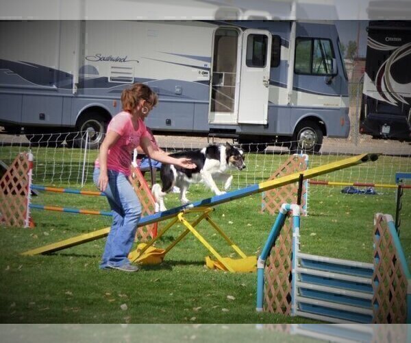 Medium Photo #4 Bordoodle Puppy For Sale in OLATHE, CO, USA