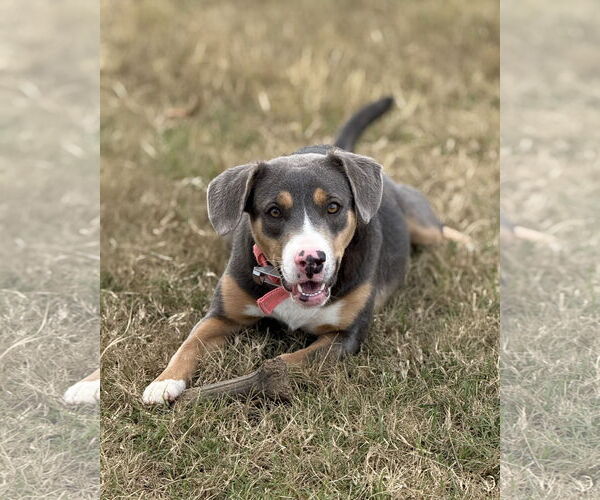 Medium Photo #6 Mountain Cur-Unknown Mix Puppy For Sale in Rockaway, NJ, USA