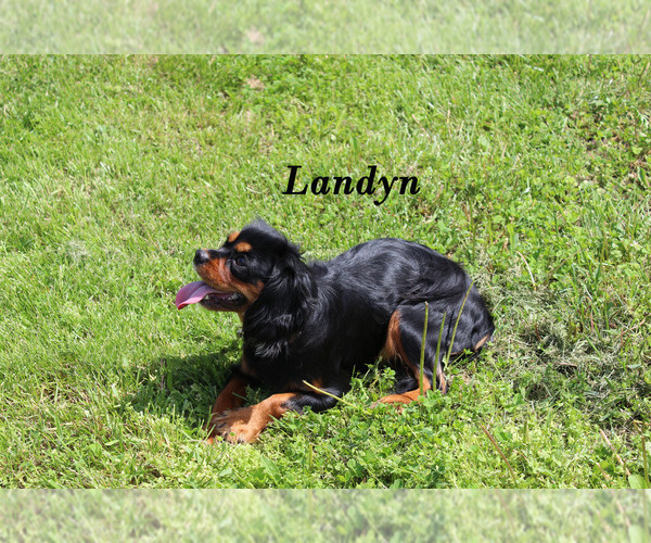 Medium Photo #22 Cavalier King Charles Spaniel Puppy For Sale in CHANUTE, KS, USA