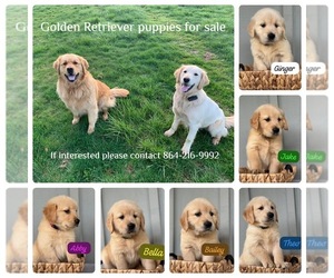 Golden Retriever Puppy for Sale in VANCOUVER, Washington USA