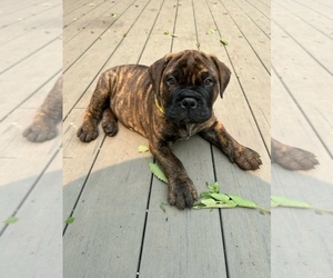 Bullmastiff Puppy for sale in BAYVILLE, NY, USA