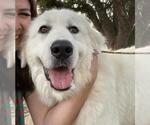 Small Great Pyrenees