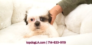 Shih Tzu Puppy for sale in LA MIRADA, CA, USA