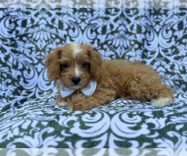 Medium Photo #6 Cavapoo (Miniature) Puppy For Sale in LAKELAND, FL, USA