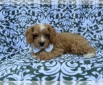 Moose - Male Cavapoo (Miniature) Puppy for Sale - Photo #6