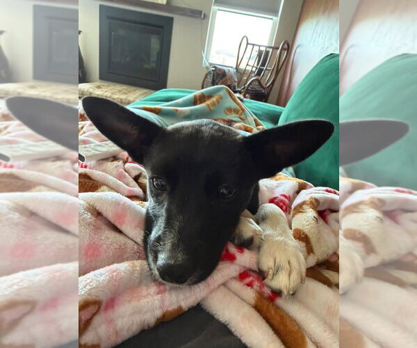 Medium Photo #3 Mutt Puppy For Sale in New London, WI, USA