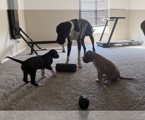 Medium Photo #7 Great Dane Puppy For Sale in MARICOPA, AZ, USA