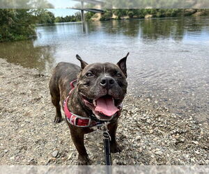 American Pit Bull Terrier Dogs for adoption in Sacramento, CA, USA